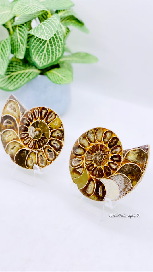 Ammonite Pair