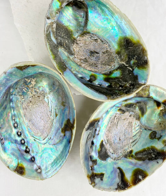 Abalone Shell Raw