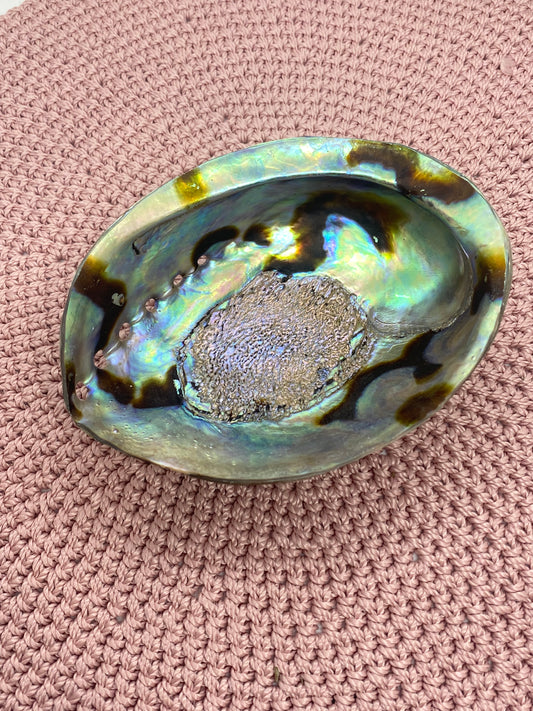 Abalone Shell Polished